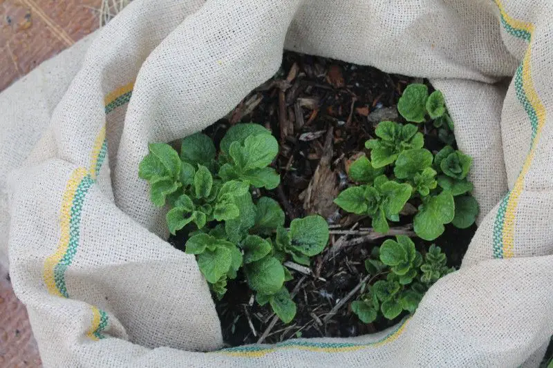 Growing potatoes in burlap bags