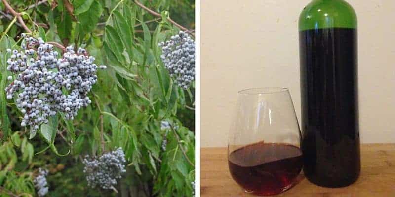 Elderberry Wine Recipe (fresh or dried elderberries) | Family Food Garden