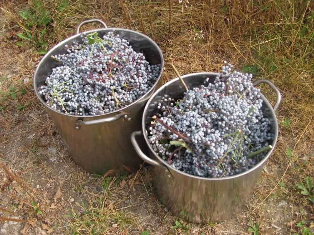 Elderberry wine recipe