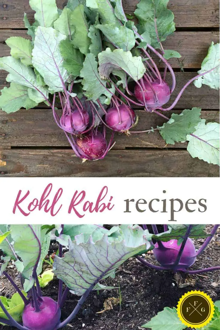 kohl rabi recipes