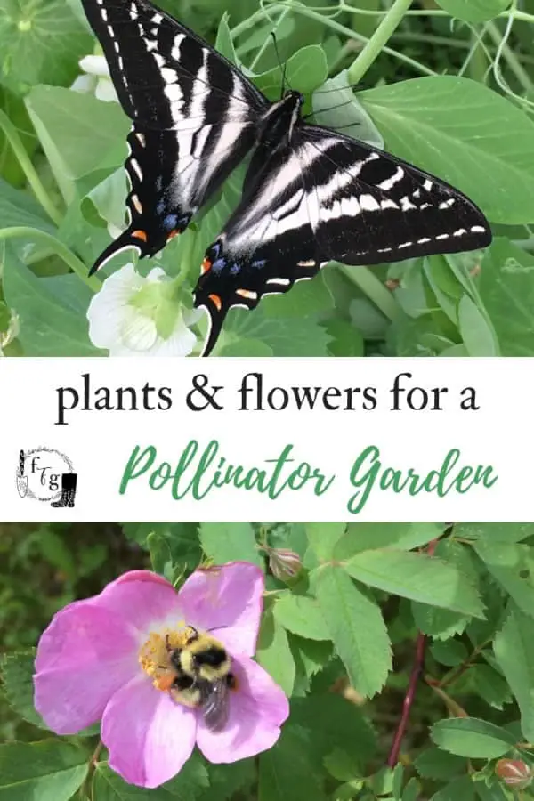 Plants & Flowers For A Pollinator Garden
