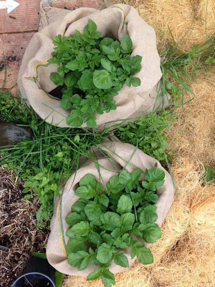 How to grow potatoes in burlap bags
