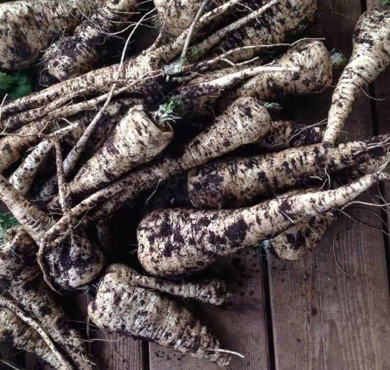 Parsnips: overwintering crops for zone 5