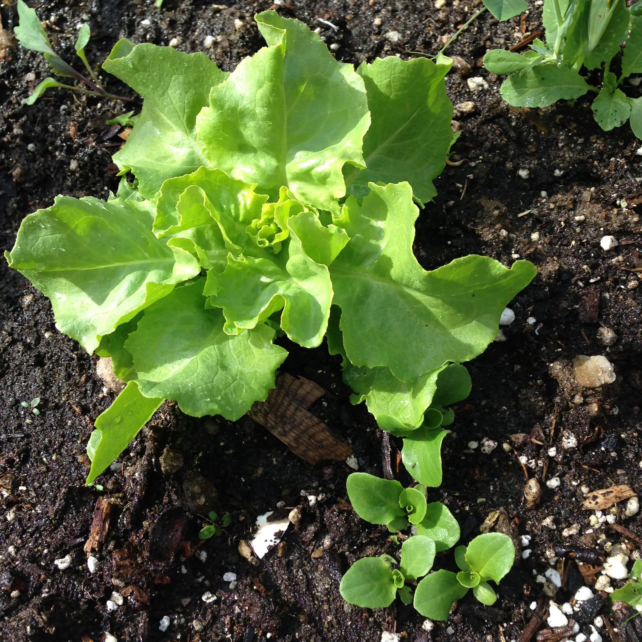 Winter density lettuce: overwintering crops for zone 5