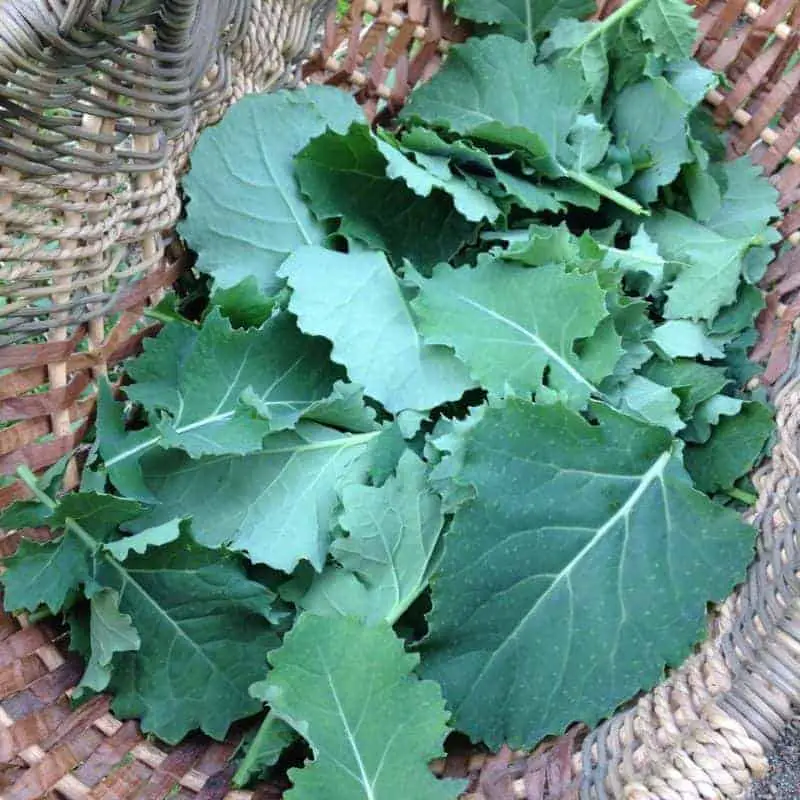 Freshly harvested kale