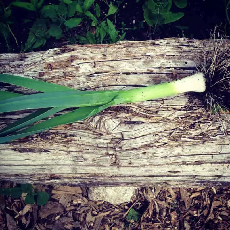 Leeks are a great crop for a fall & winter vegetable garden