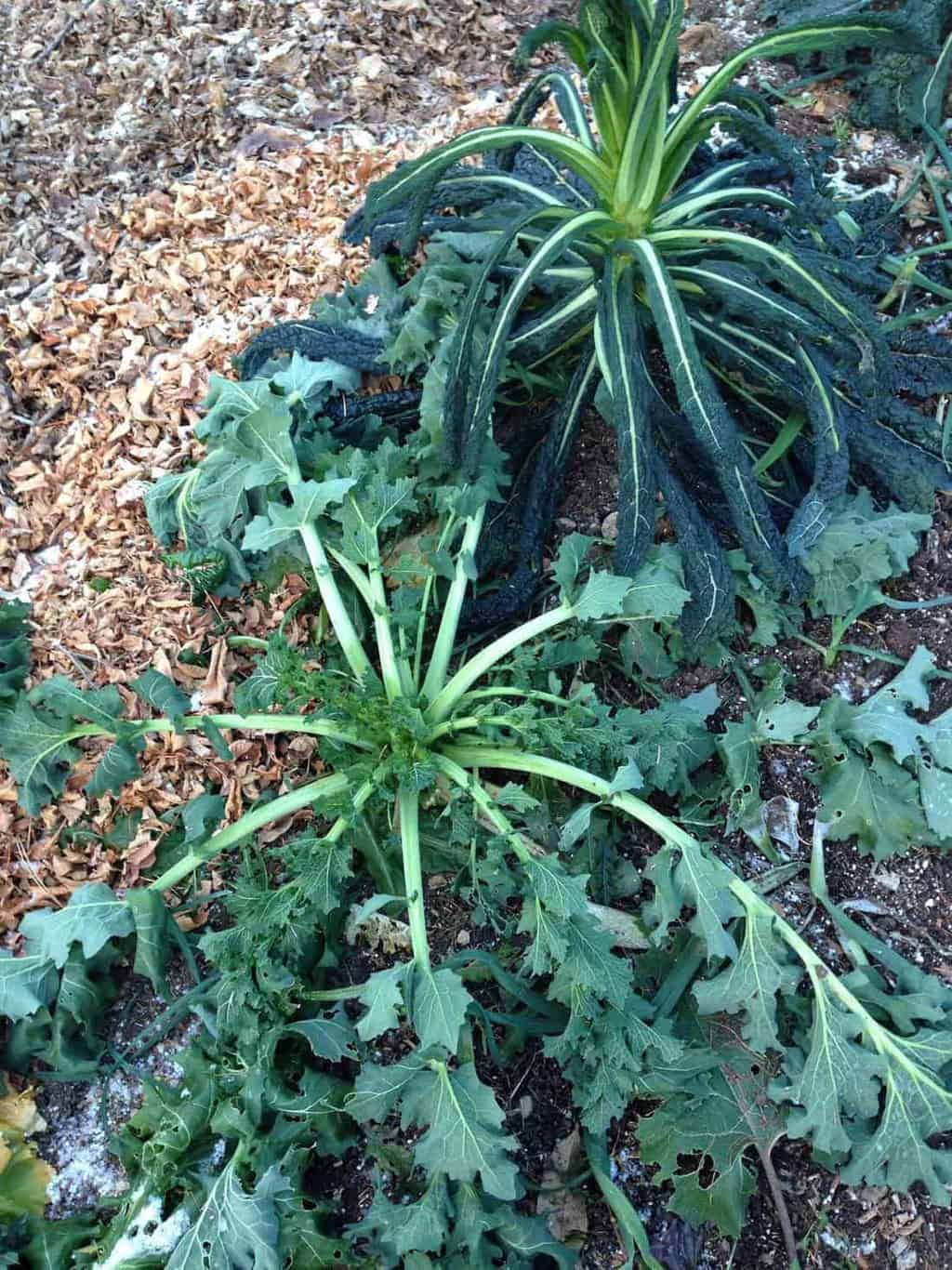 Mulch parsnips and leeks