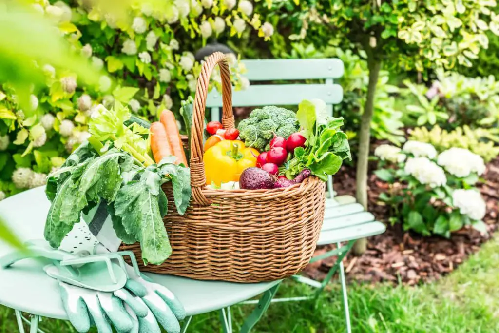 Freshly Harvested Produce