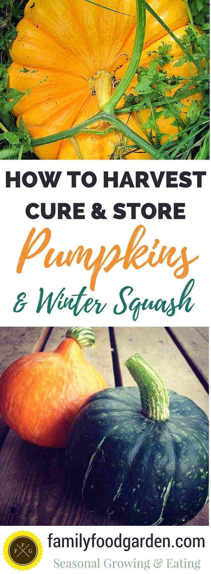 How to harvest, cure & store winter squash and pumpkins