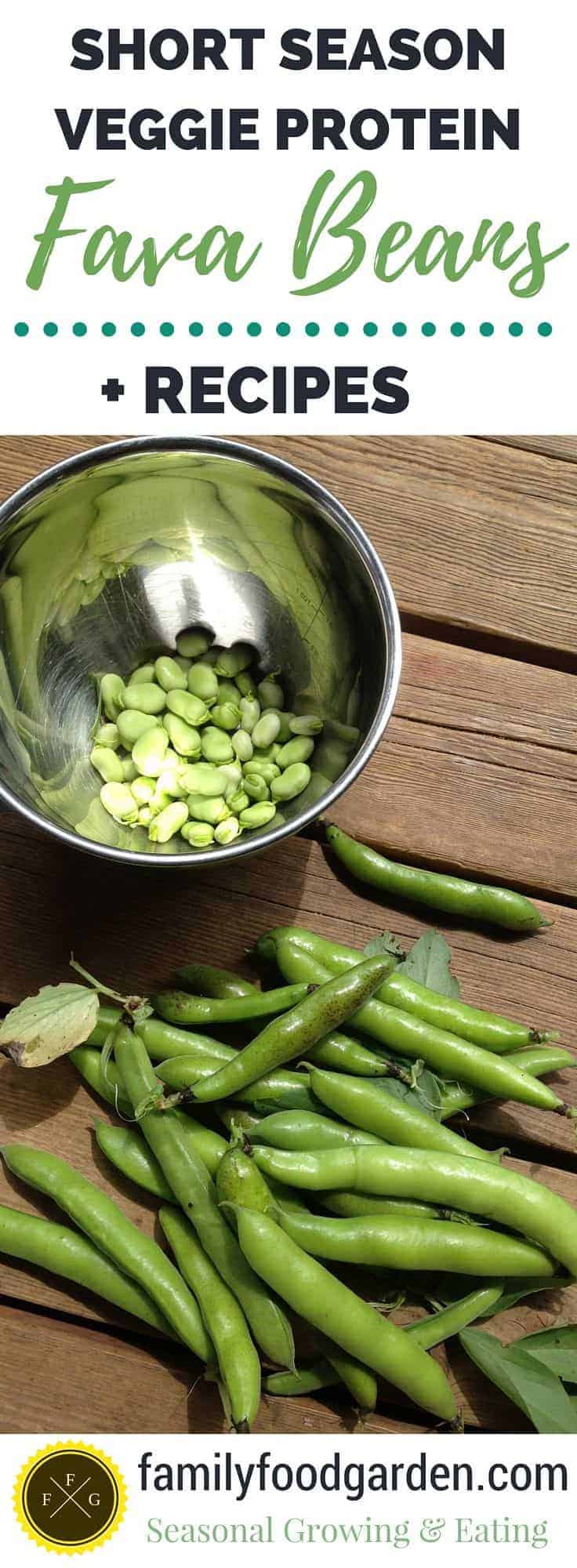 Fava Bean Recipes (+ how to grow fava beans)