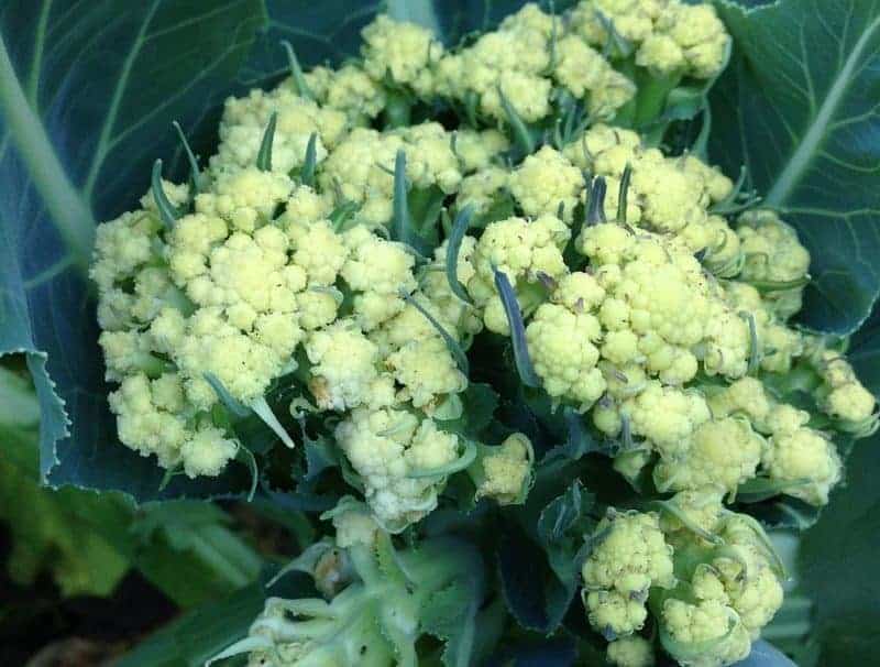 Cauliflower bolting