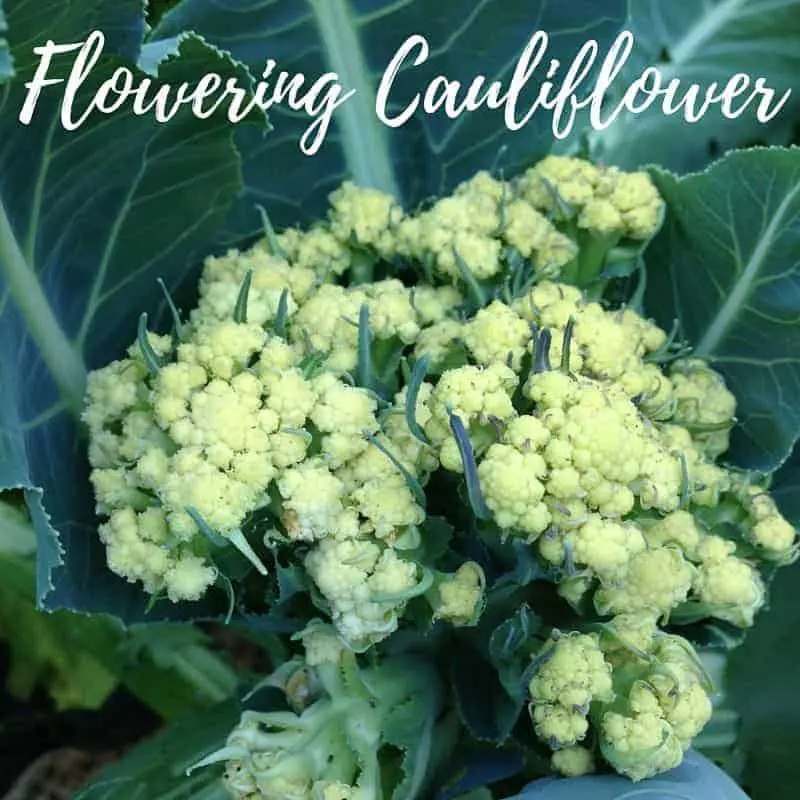 How to grow cauliflower plants with success and prevent mistakes