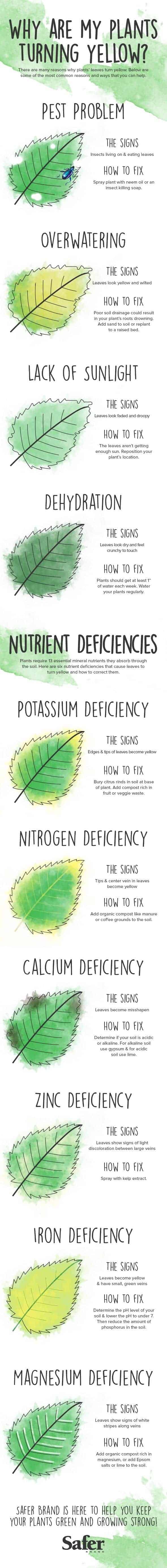 Vegetable Gardening- Why are leaves turning yellow?