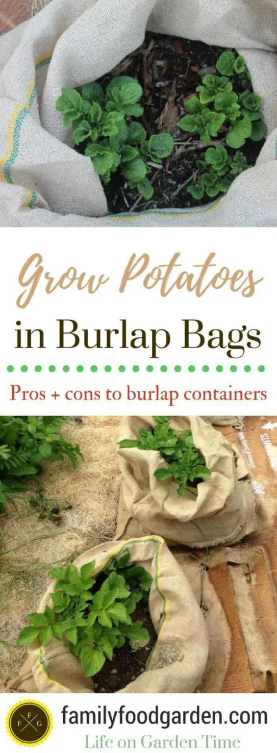 Growing Potatoes in Burlap Bags Family Food Garden