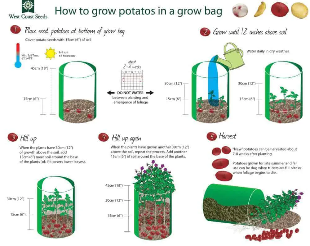 How to grow potatoes in a grow bag