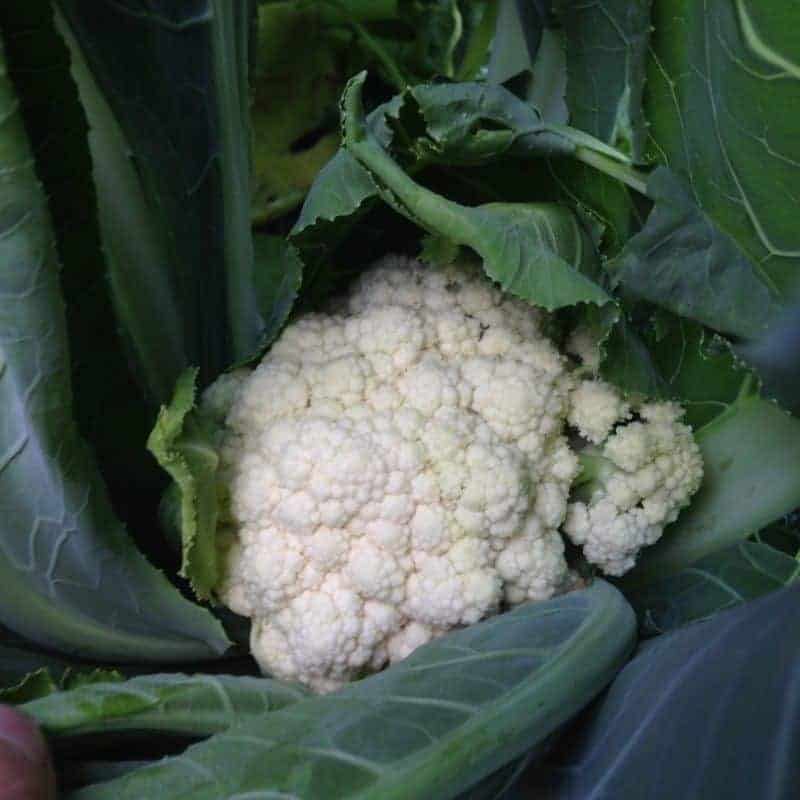 Growing Cauliflower