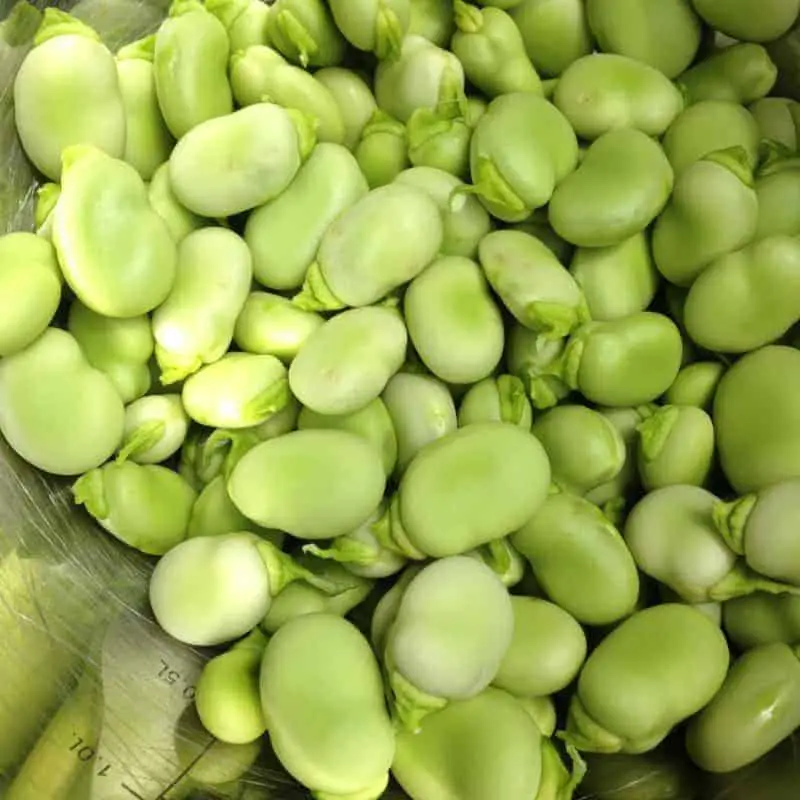 Fava Beans: An Alternative Source of Protein