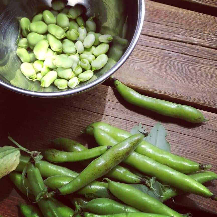 Fava Bean Recipes + How to Grow Fava Beans