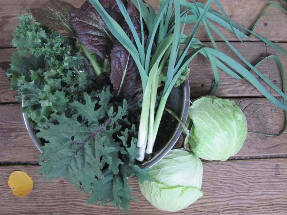 How to Plant your Fall and Winter Garden