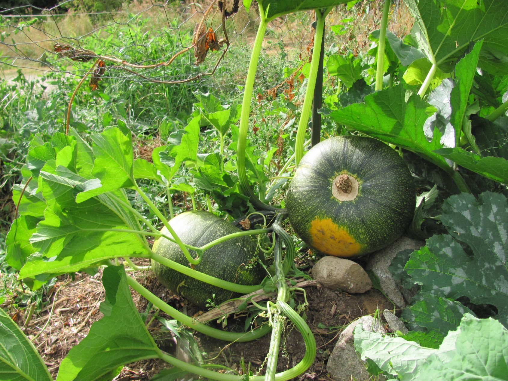 How to harvest, cure & store winter squash and pumpkins