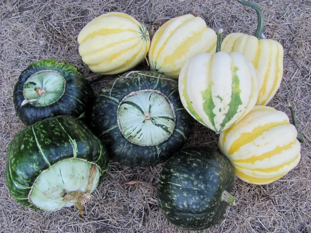 Different Varieties of Squash 