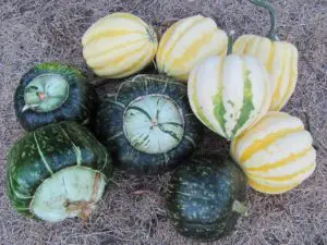 Harvest, Cure & Store Winter Squash & Pumpkins