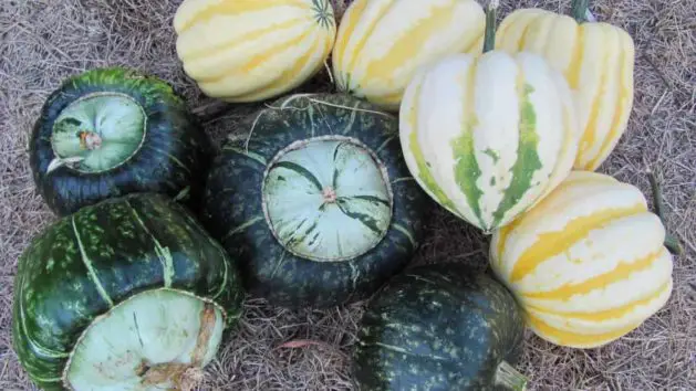 Harvest, Cure & Store Winter Squash & Pumpkins