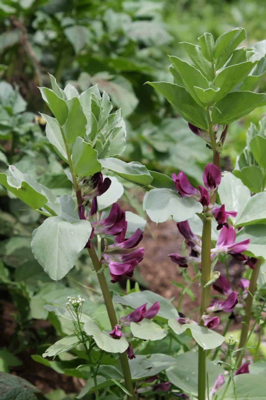 Heirloom 'Crimsom' flowered fava beans