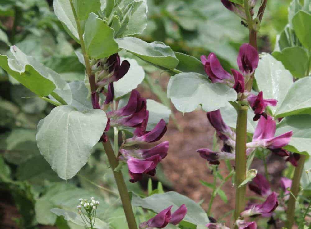 Heirloom 'Crimson Flower' Fava Beans