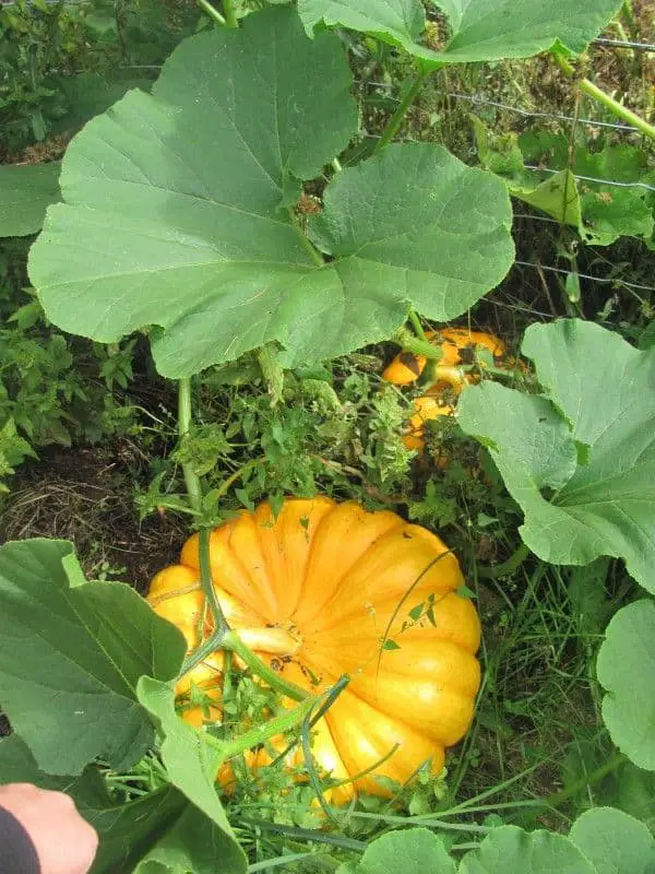 Gorgeous Yellow Pumpkin and Big Green Leaves