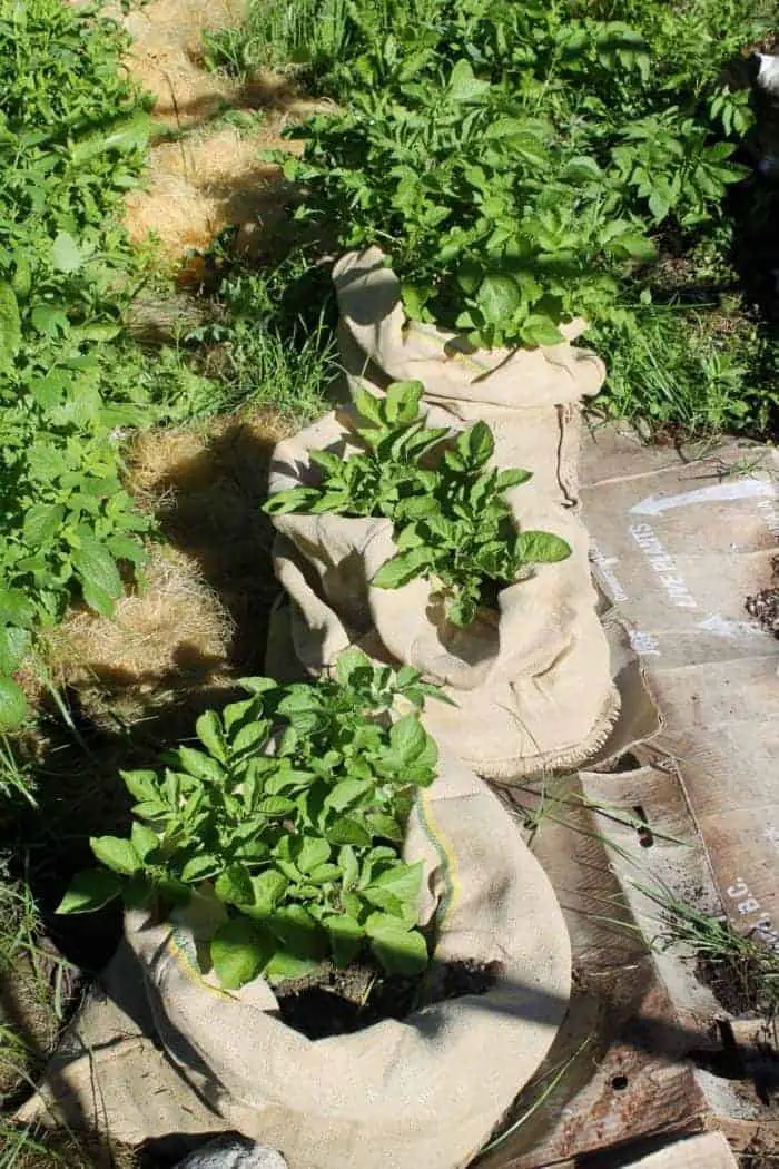 How to grow potatoes in burlap bags