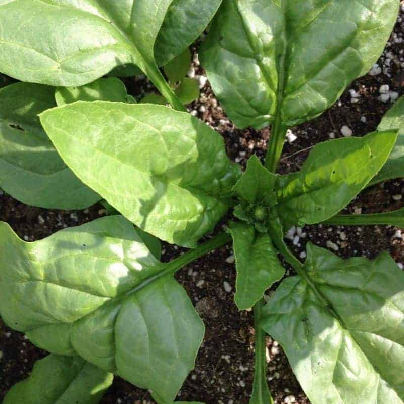 Spinach: Best crops for overwintering in zone 5