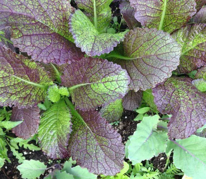 Giant red mustard" Best crops for overwintering in zone 5