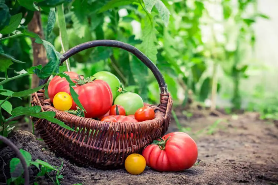 A basket of various tomatoes