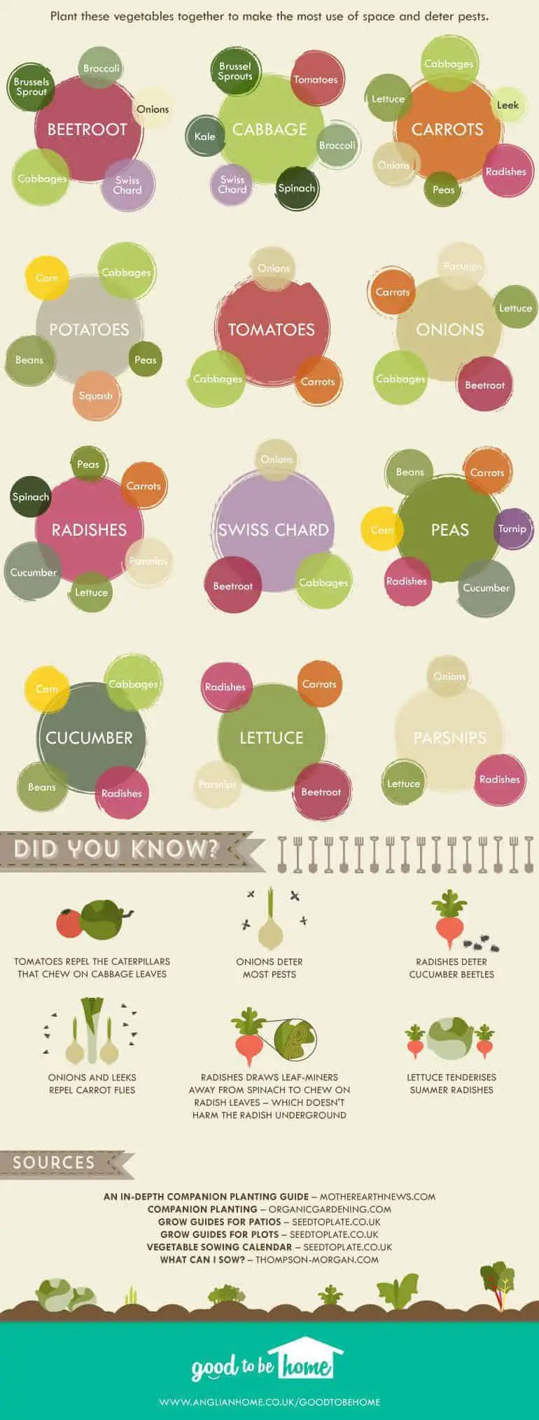 Companion Planting Infographic for Gardening