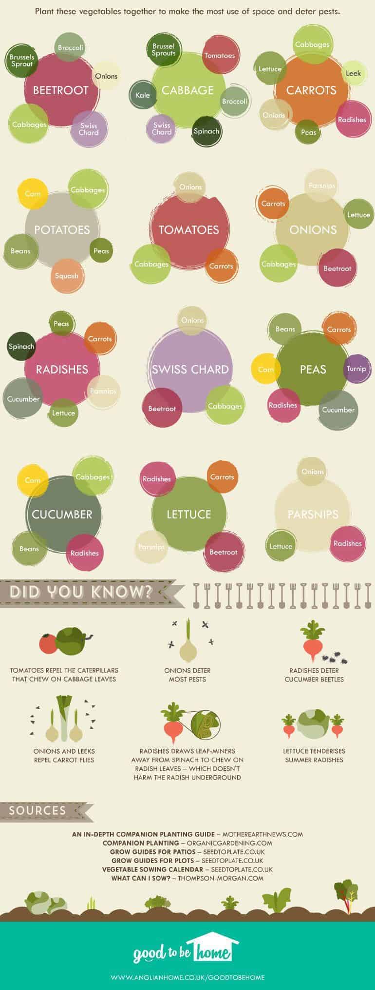 Vegetable Garden Plant Compatibility Chart