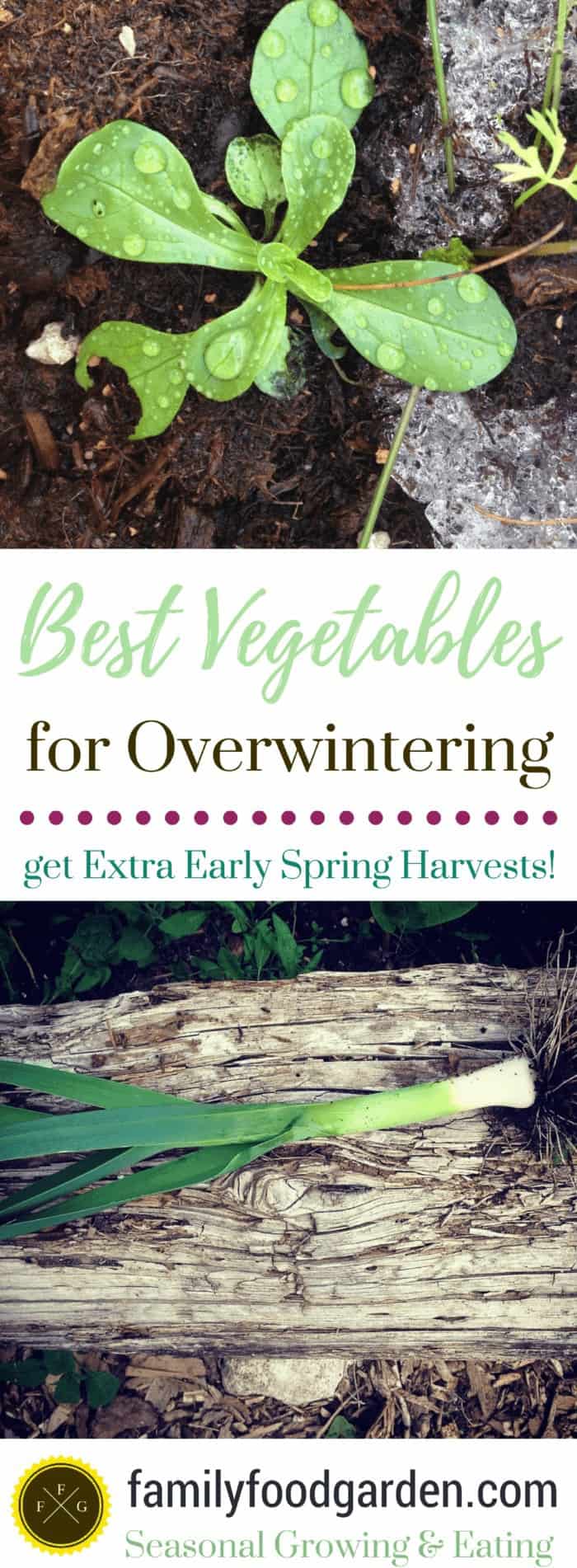 Vegetables for Overwintering