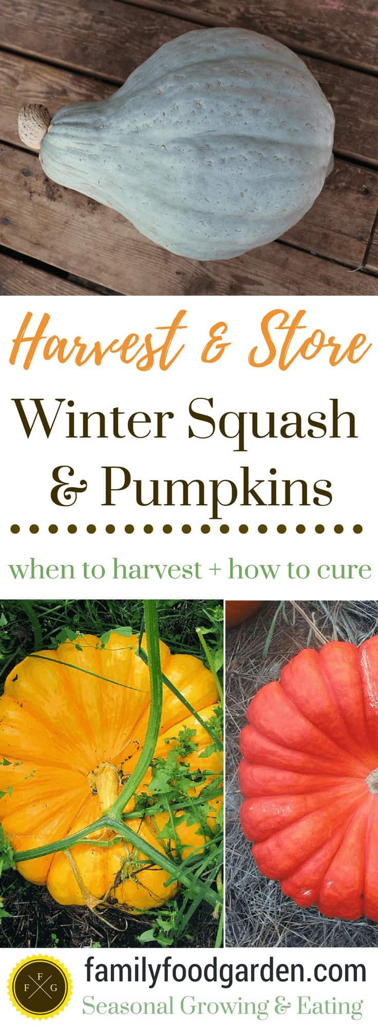 When to harvest, how to cure & store winter squash and pumpkins