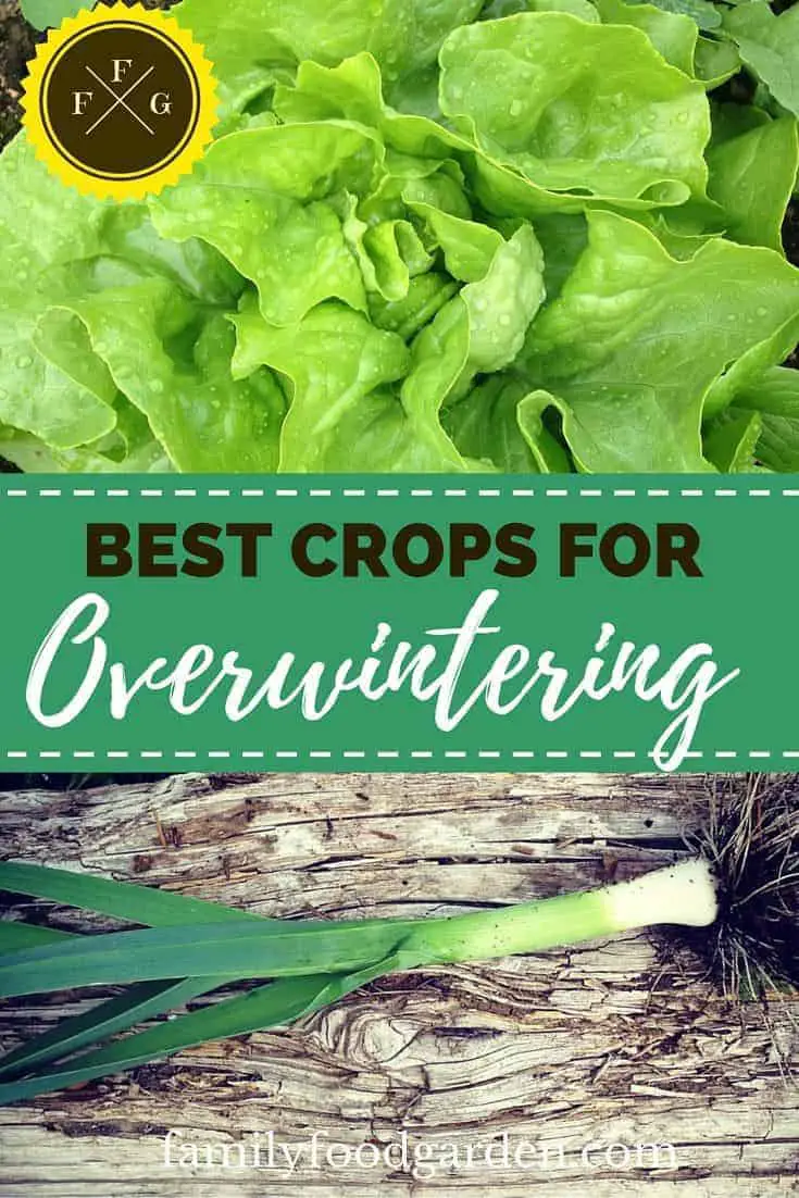 Best vegetables for overwintering