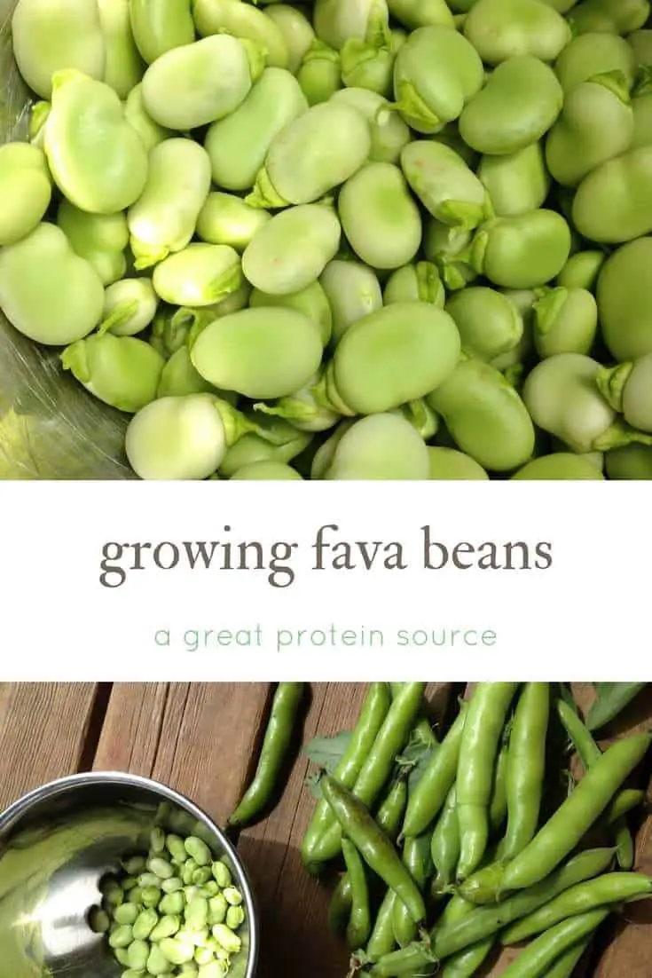 Growing Fava Beans (Broad Beans): A Great Protein Source