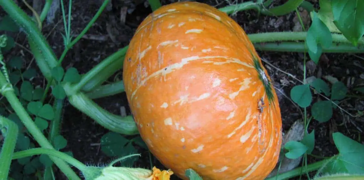 How to harvest, cure & store winter squash and pumpkins