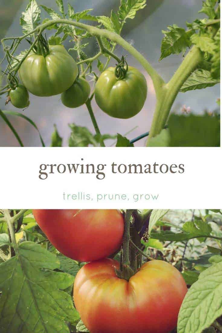 Growing tomatoes- your guide to how to prune, trellis, grow and preserve