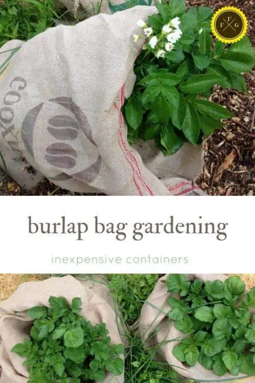 using burlap bags for garden container gardening
