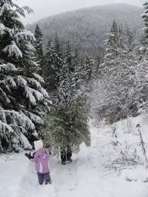 December: Find a Christmas tree in our mountain forest