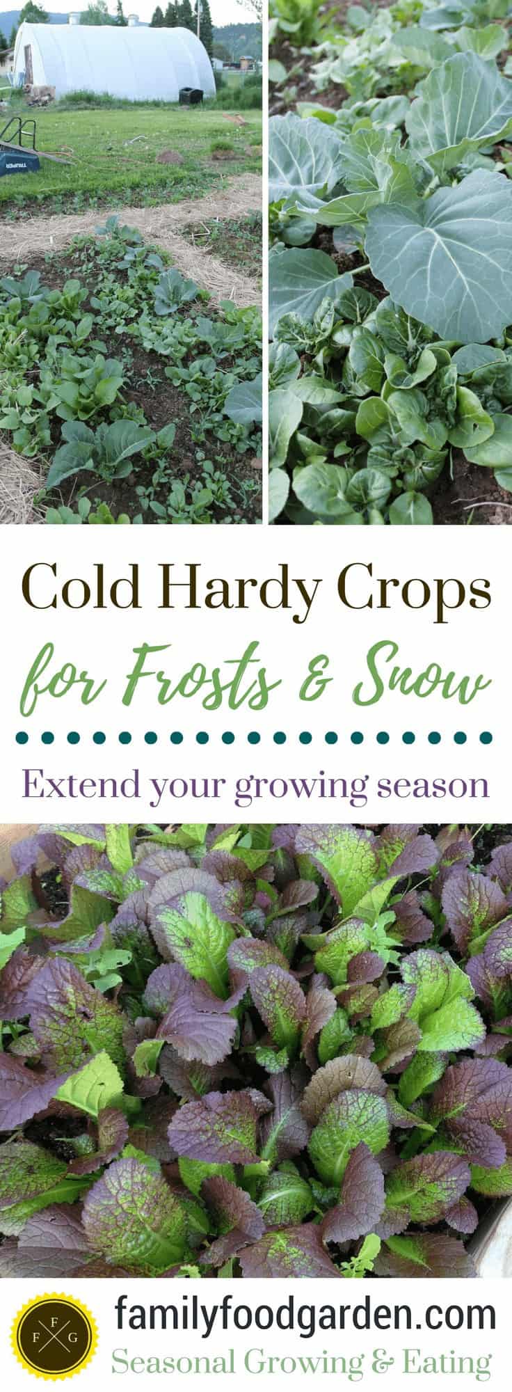 Cold Hardy Crops for Frosts and Snow