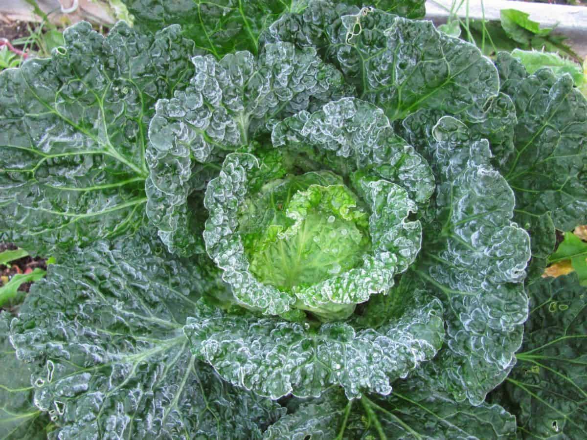 Winter Cabbage