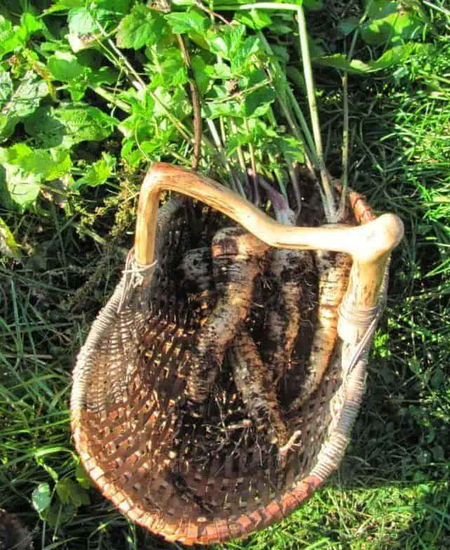 Cold Hardy Crops for Frosts and Snow