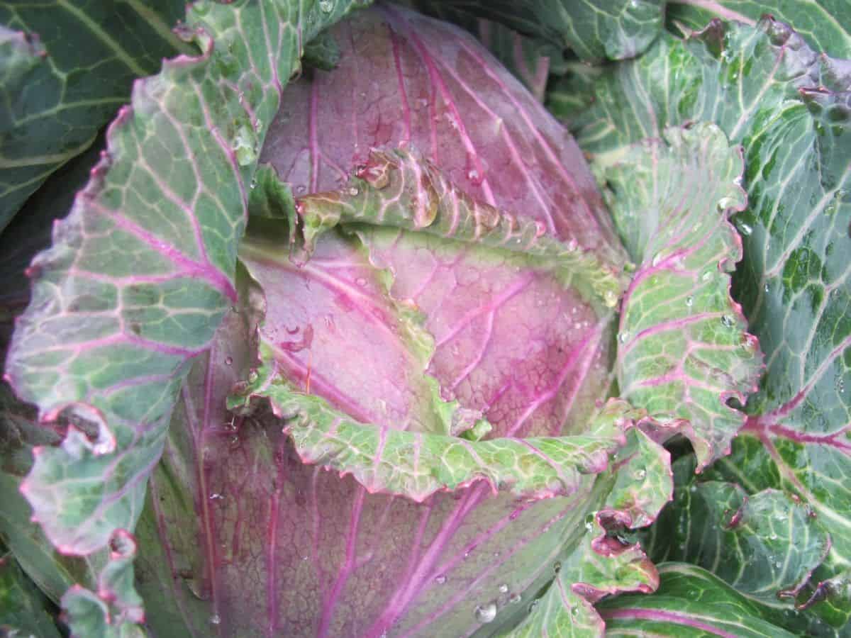 Heirloom January King Cabbage: Cold Hardy Crops for Frosts and Snow