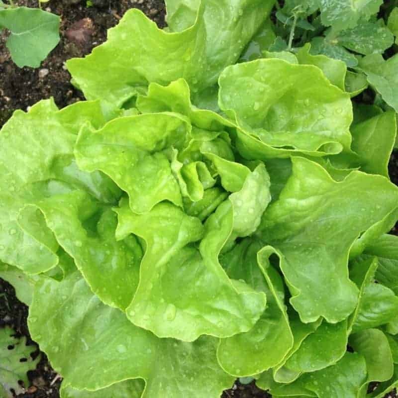 Butterhead Lettuce