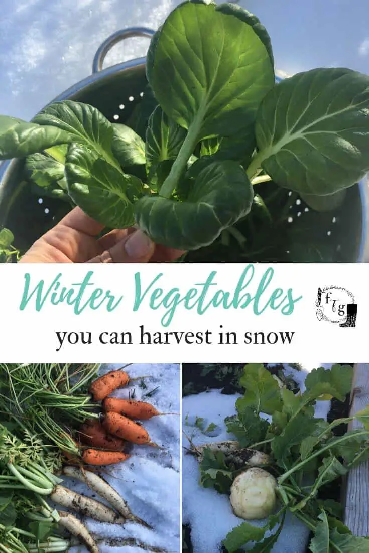 Winter vegetables you can harvest in frosts and snow